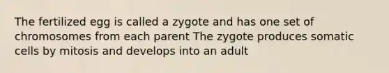 The fertilized egg is called a zygote and has one set of chromosomes from each parent The zygote produces somatic cells by mitosis and develops into an adult