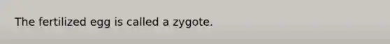 The fertilized egg is called a zygote.