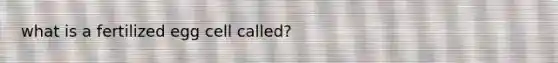 what is a fertilized egg cell called?