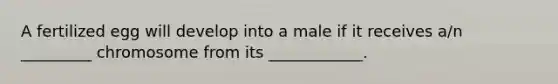 A fertilized egg will develop into a male if it receives a/n _________ chromosome from its ____________.