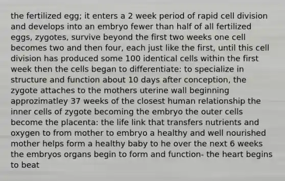 the fertilized egg; it enters a 2 week period of rapid <a href='https://www.questionai.com/knowledge/kjHVAH8Me4-cell-division' class='anchor-knowledge'>cell division</a> and develops into an embryo fewer than half of all fertilized eggs, zygotes, survive beyond the first two weeks one cell becomes two and then four, each just like the first, until this cell division has produced some 100 identical cells within the first week then the cells began to differentiate: to specialize in structure and function about 10 days after conception, the zygote attaches to the mothers uterine wall beginning approzimatley 37 weeks of the closest human relationship the inner cells of zygote becoming the embryo the outer cells become the placenta: the life link that transfers nutrients and oxygen to from mother to embryo a healthy and well nourished mother helps form a healthy baby to he over the next 6 weeks the embryos organs begin to form and function- <a href='https://www.questionai.com/knowledge/kya8ocqc6o-the-heart' class='anchor-knowledge'>the heart</a> begins to beat