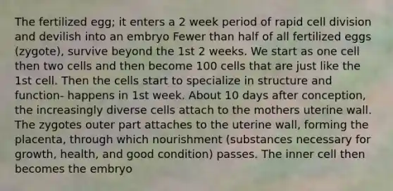 The fertilized egg; it enters a 2 week period of rapid cell division and devilish into an embryo Fewer than half of all fertilized eggs (zygote), survive beyond the 1st 2 weeks. We start as one cell then two cells and then become 100 cells that are just like the 1st cell. Then the cells start to specialize in structure and function- happens in 1st week. About 10 days after conception, the increasingly diverse cells attach to the mothers uterine wall. The zygotes outer part attaches to the uterine wall, forming the placenta, through which nourishment (substances necessary for growth, health, and good condition) passes. The inner cell then becomes the embryo