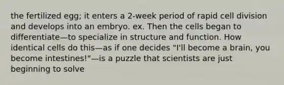 the fertilized egg; it enters a 2-week period of rapid <a href='https://www.questionai.com/knowledge/kjHVAH8Me4-cell-division' class='anchor-knowledge'>cell division</a> and develops into an embryo. ex. Then the cells began to differentiate—to specialize in structure and function. How identical cells do this—as if one decides "I'll become a brain, you become intestines!"—is a puzzle that scientists are just beginning to solve