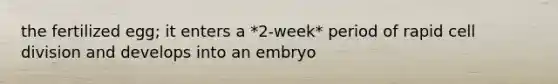 the fertilized egg; it enters a *2-week* period of rapid cell division and develops into an embryo