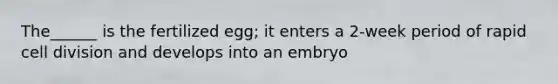 The______ is the fertilized egg; it enters a 2-week period of rapid cell division and develops into an embryo