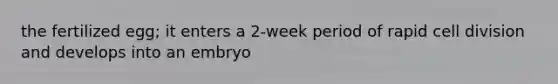 the fertilized egg; it enters a 2-week period of rapid cell division and develops into an embryo