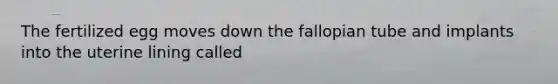 The fertilized egg moves down the fallopian tube and implants into the uterine lining called