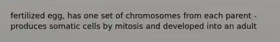 fertilized egg, has one set of chromosomes from each parent -produces somatic cells by mitosis and developed into an adult