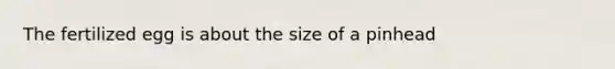 The fertilized egg is about the size of a pinhead