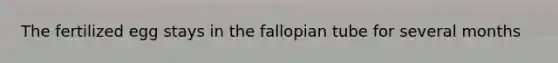 The fertilized egg stays in the fallopian tube for several months