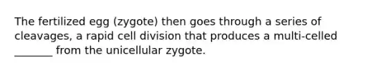 The fertilized egg (zygote) then goes through a series of cleavages, a rapid <a href='https://www.questionai.com/knowledge/kjHVAH8Me4-cell-division' class='anchor-knowledge'>cell division</a> that produces a multi-celled _______ from the unicellular zygote.