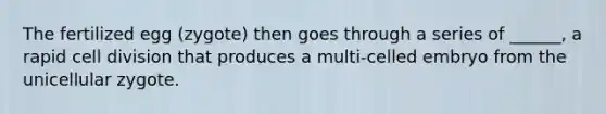 The fertilized egg (zygote) then goes through a series of ______, a rapid <a href='https://www.questionai.com/knowledge/kjHVAH8Me4-cell-division' class='anchor-knowledge'>cell division</a> that produces a multi-celled embryo from the unicellular zygote.