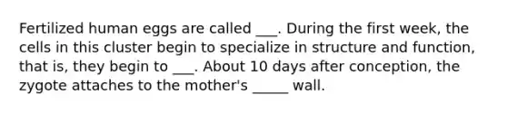 Fertilized human eggs are called ___. During the first week, the cells in this cluster begin to specialize in structure and function, that is, they begin to ___. About 10 days after conception, the zygote attaches to the mother's _____ wall.