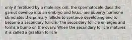 only if fertilized by a male sex cell, the spermatocele does the gamut develop into an embryo and fetus. are puberty hormone stimulates the primary follicle to continue developing and to become a secondary follicle. The secondary follicle enlarges and forms a bump on the ovary. When the secondary follicle matures it is called a graafian follicle