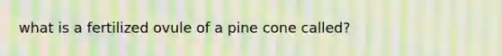 what is a fertilized ovule of a pine cone called?