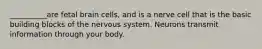 __________are fetal brain cells, and is a nerve cell that is the basic building blocks of the nervous system. Neurons transmit information through your body.