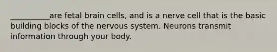 __________are fetal brain cells, and is a nerve cell that is the basic building blocks of the nervous system. Neurons transmit information through your body.