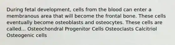 During fetal development, cells from the blood can enter a membranous area that will become the frontal bone. These cells eventually become osteoblasts and osteocytes. These cells are called... Osteochondral Progenitor Cells Osteoclasts Calcitriol Osteogenic cells