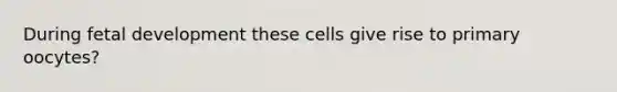 During fetal development these cells give rise to primary oocytes?