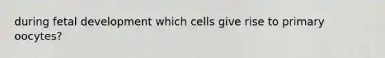 during fetal development which cells give rise to primary oocytes?