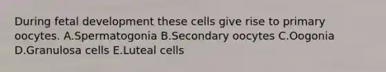 During fetal development these cells give rise to primary oocytes. A.Spermatogonia B.Secondary oocytes C.Oogonia D.Granulosa cells E.Luteal cells