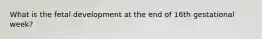 What is the fetal development at the end of 16th gestational week?