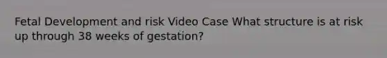 Fetal Development and risk Video Case What structure is at risk up through 38 weeks of gestation?