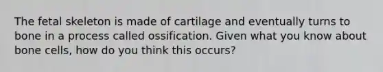 The fetal skeleton is made of cartilage and eventually turns to bone in a process called ossification. Given what you know about bone cells, how do you think this occurs?