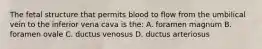 The fetal structure that permits blood to flow from the umbilical vein to the inferior vena cava is the: A. foramen magnum B. foramen ovale C. ductus venosus D. ductus arteriosus