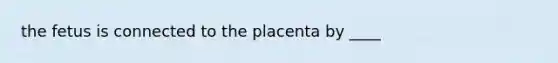 the fetus is connected to the placenta by ____