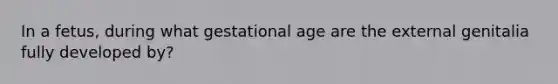 In a fetus, during what gestational age are the external genitalia fully developed by?