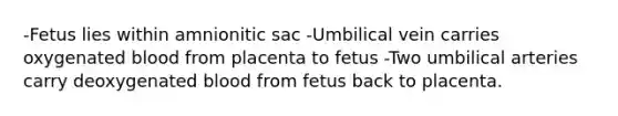 -Fetus lies within amnionitic sac -Umbilical vein carries oxygenated blood from placenta to fetus -Two umbilical arteries carry deoxygenated blood from fetus back to placenta.