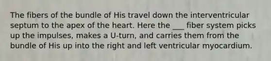 The fibers of the bundle of His travel down the interventricular septum to the apex of the heart. Here the ___ fiber system picks up the impulses, makes a U-turn, and carries them from the bundle of His up into the right and left ventricular myocardium.