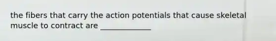the fibers that carry the action potentials that cause skeletal muscle to contract are _____________