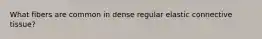 What fibers are common in dense regular elastic connective tissue?