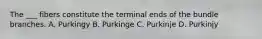 The ___ fibers constitute the terminal ends of the bundle branches. A. Purkingy B. Purkinge C. Purkinje D. Purkinjy