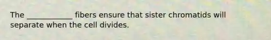 The ____________ fibers ensure that sister chromatids will separate when the cell divides.
