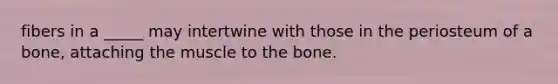 fibers in a _____ may intertwine with those in the periosteum of a bone, attaching the muscle to the bone.