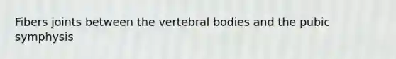 Fibers joints between the vertebral bodies and the pubic symphysis