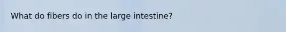 What do fibers do in the large intestine?