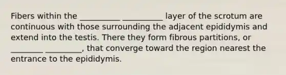 Fibers within the __________ __________ layer of the scrotum are continuous with those surrounding the adjacent epididymis and extend into the testis. There they form fibrous partitions, or ________ _________, that converge toward the region nearest the entrance to the epididymis.