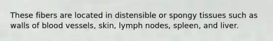 These fibers are located in distensible or spongy tissues such as walls of <a href='https://www.questionai.com/knowledge/kZJ3mNKN7P-blood-vessels' class='anchor-knowledge'>blood vessels</a>, skin, lymph nodes, spleen, and liver.