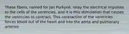 These fibers, named for Jan Purkyně, relay the electrical impulses to the cells of the ventricles, and it is this stimulation that causes the ventricles to contract. This contraction of the ventricles forces blood out of the heart and into the aorta and pulmonary arteries