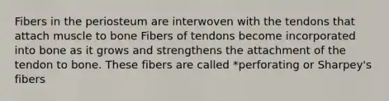 Fibers in the periosteum are interwoven with the tendons that attach muscle to bone Fibers of tendons become incorporated into bone as it grows and strengthens the attachment of the tendon to bone. These fibers are called *perforating or Sharpey's fibers