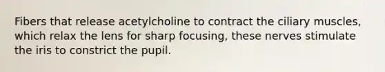 Fibers that release acetylcholine to contract the ciliary muscles, which relax the lens for sharp focusing, these nerves stimulate the iris to constrict the pupil.