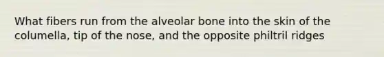 What fibers run from the alveolar bone into the skin of the columella, tip of the nose, and the opposite philtril ridges