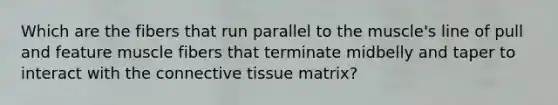 Which are the fibers that run parallel to the muscle's line of pull and feature muscle fibers that terminate midbelly and taper to interact with the connective tissue matrix?