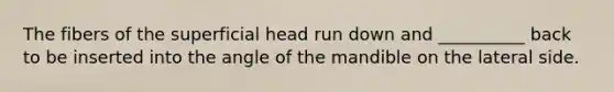 The fibers of the superficial head run down and __________ back to be inserted into the angle of the mandible on the lateral side.