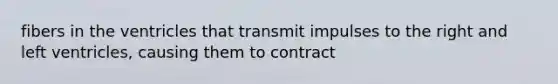 fibers in the ventricles that transmit impulses to the right and left ventricles, causing them to contract