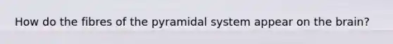 How do the fibres of the pyramidal system appear on the brain?